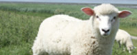 Lamb protection