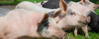 Pork Protection