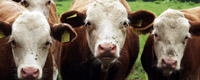 Beef Protection