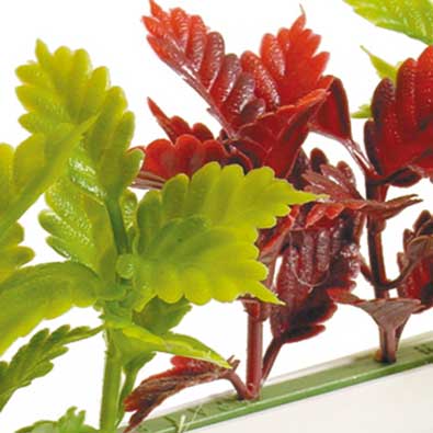 Garnish Red Green Coleus L=250MM White Base 12/BOX