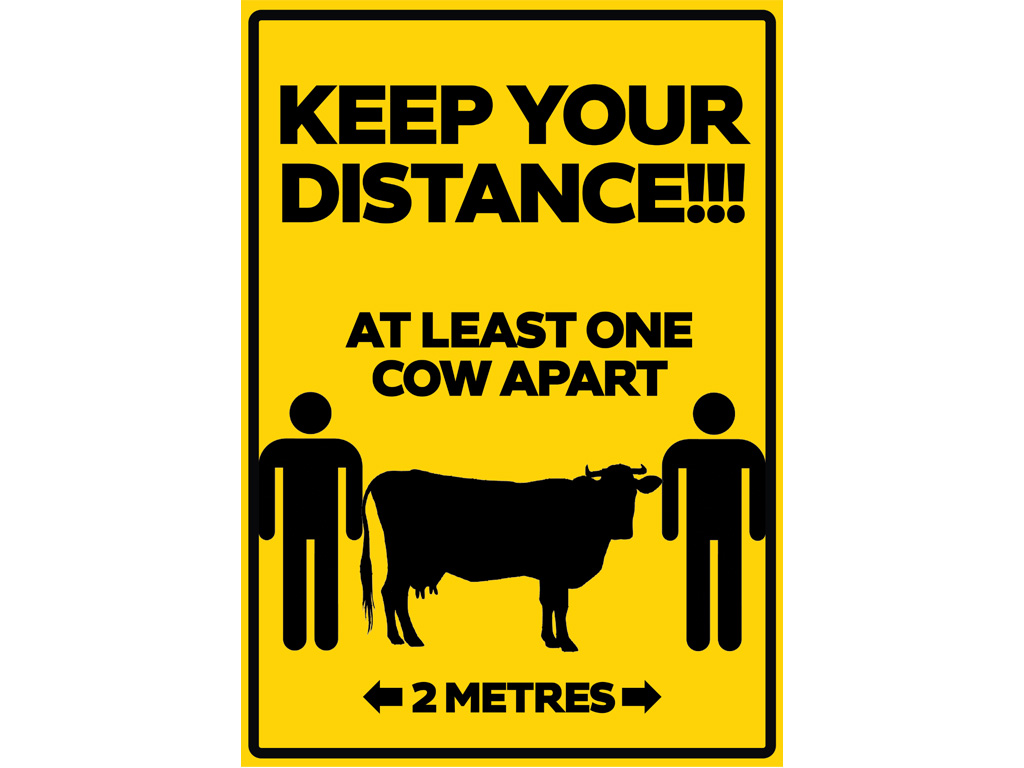 Keep Your Distance 2M Cow Poster A1 Portrait