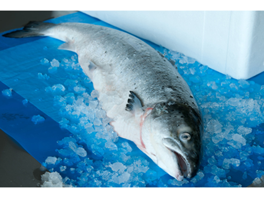 Dri-fresh Sea Fresh Blue 5LTR 360X690MM 250/BOX